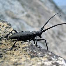 tarsand beetle
