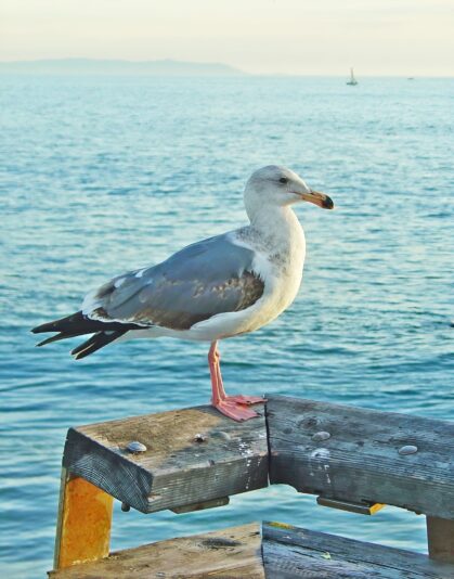 Seagull_face26