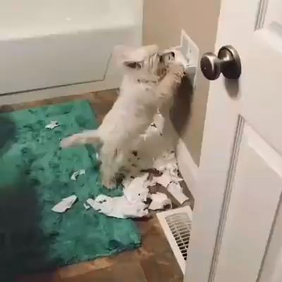 caption group dog toilet paper