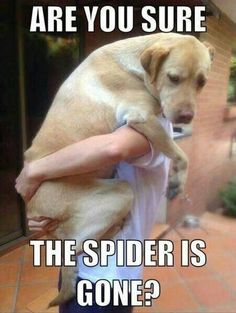 spider