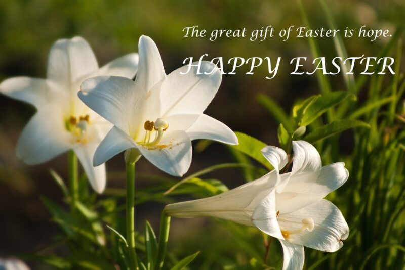 Happy Easter Lily's