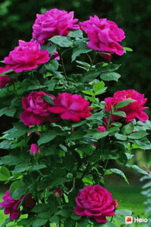 nature-flowers