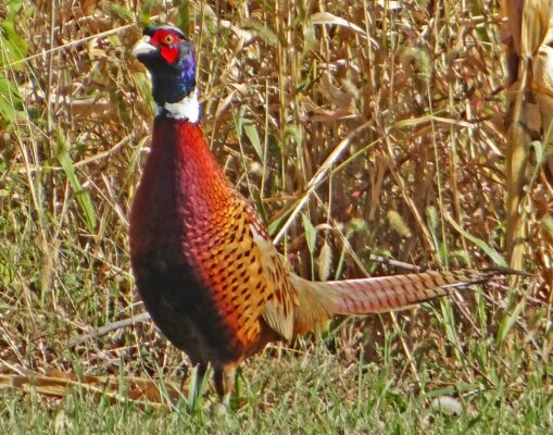 PHEASANT_face26