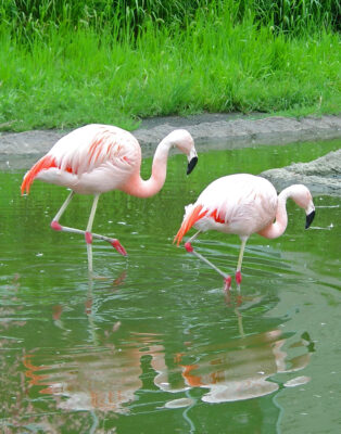 EDIT FLAMINGO_face26