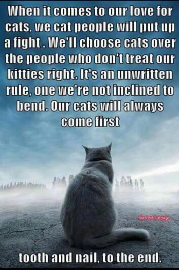 cat love
