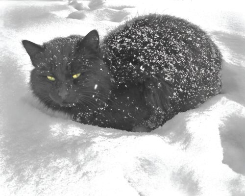 ALTERNATE BLACK CAT_face26