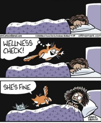 cat check up