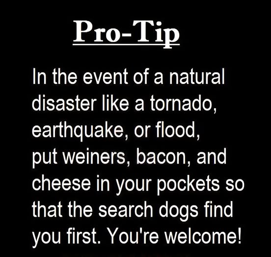 search dogs