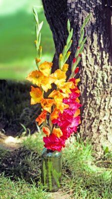 Glads_face26