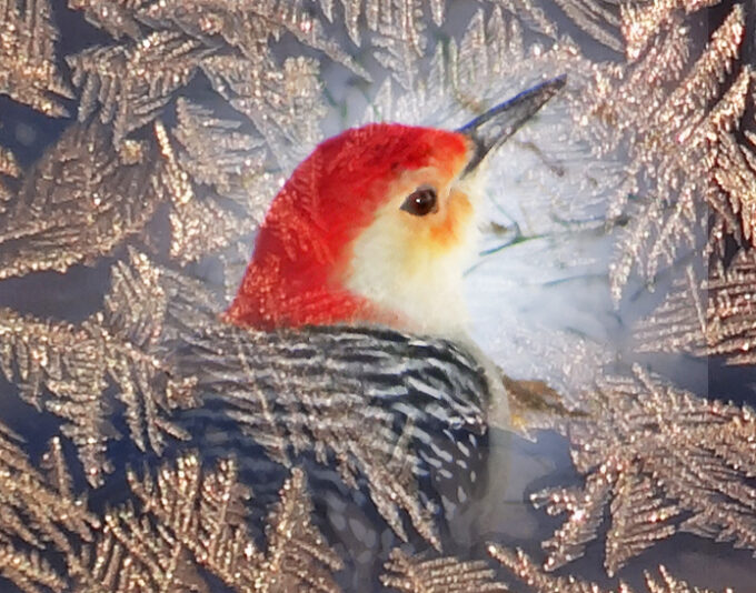 Woodpecker Merge