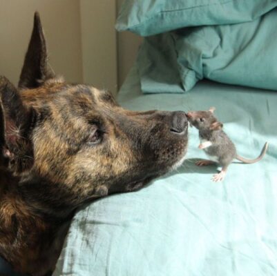 caption group dog and mouse