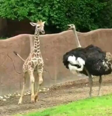 caption group giraffe and emu