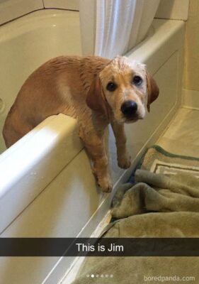 caption group dog hanging over bathtub