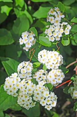 Bridal Wreath 4_face26 (1)