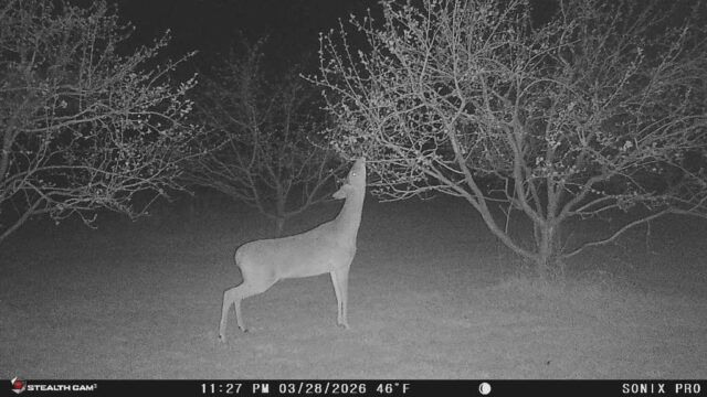 Trail Camera[MP:03][TP:046F][IMEI:869736077081742]