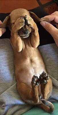 caption group dog covering eyes