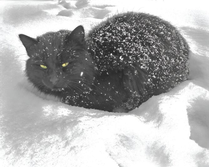 ALTERNATE BLACK CAT_face26