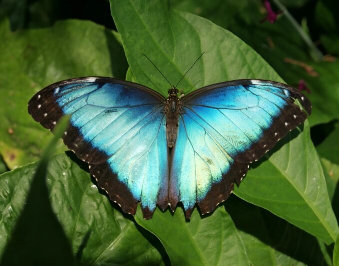 Blue Butterfly_face26