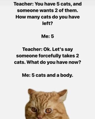 my cats