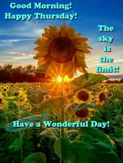 Good Morning Thursday Sunflower's