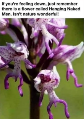 aa