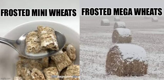 frosted wheat