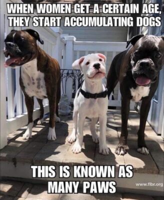 fun group many paws