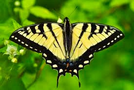 butterfly caanadian tiger swallowtail