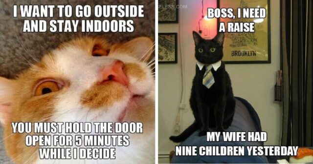 The-Best-Funny-Cat-Memes-That-Will-Make-You-Die-Laughing-1881577055