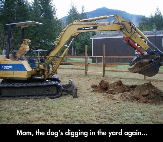 Dog digging.