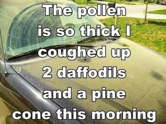 pollen433716_n