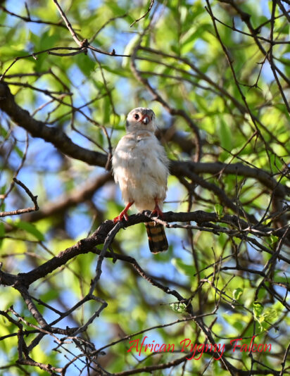 African Pygy Falcon