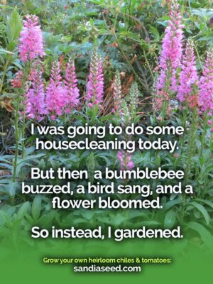 i-was-going-to-do-housecleaning-today-2573493684