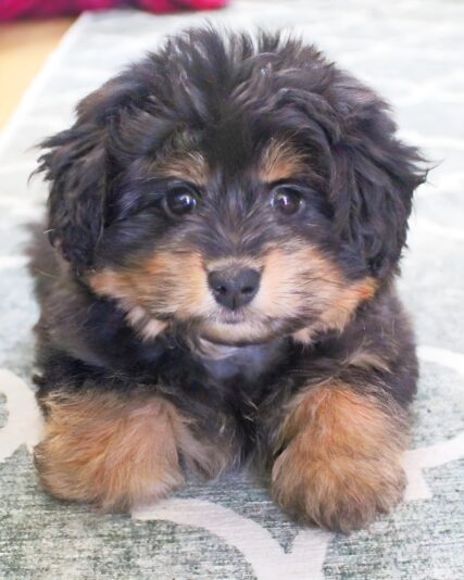 Baby Cubbie_face26
