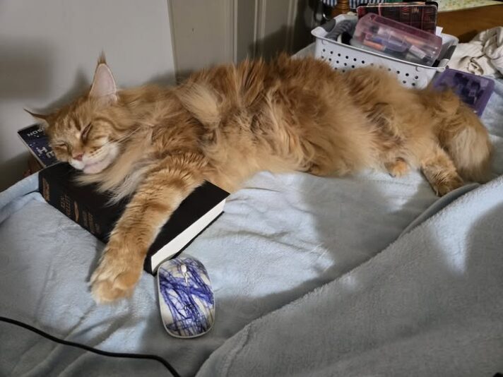 Thomas sleeping on my book