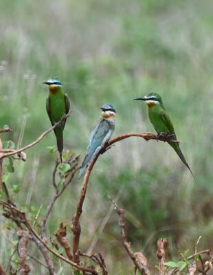 Blue-cheeked Bee-eaters-Edit-2