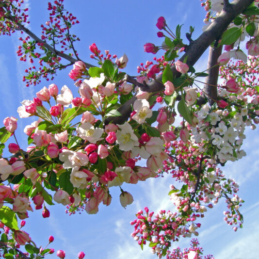 CRAB APPLE BLOSSOMS