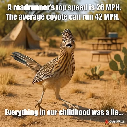 slow bird