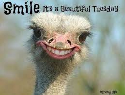 tuesday smile ostrich