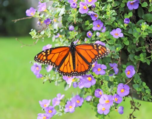 Fall Butterfly_face26
