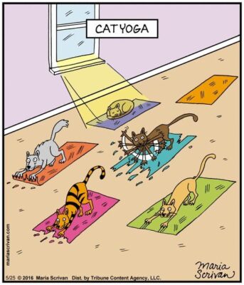 cat yoga