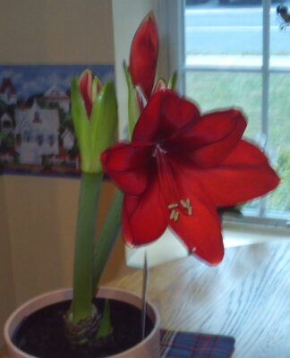 Red Amryllis