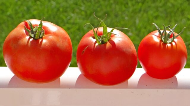 TomatoTrio_face26