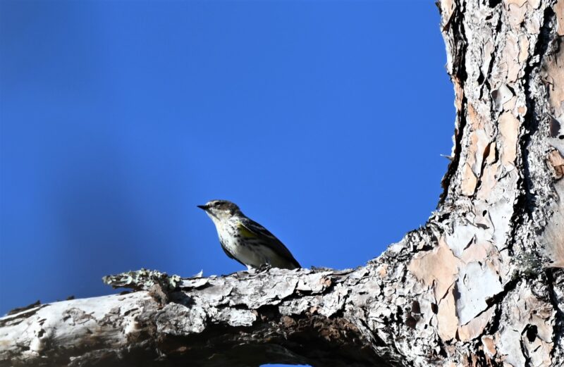 DSC_0589 (2)