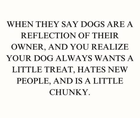 stupid fat dogs