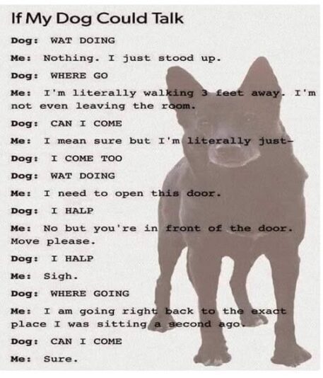 dogs day