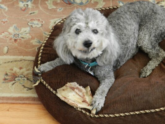 SNOODLE HAS A BONE
