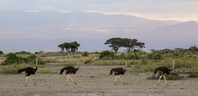 Ostriches