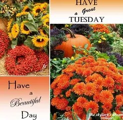 Have a happy TuesdayFall collage
