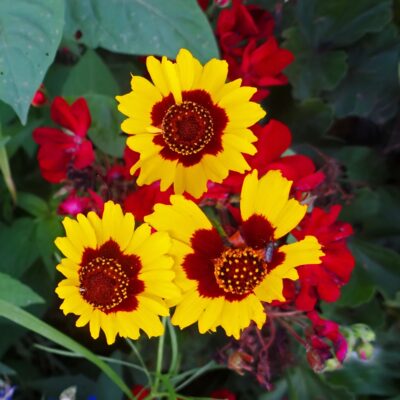 Flowers 8X8_face26